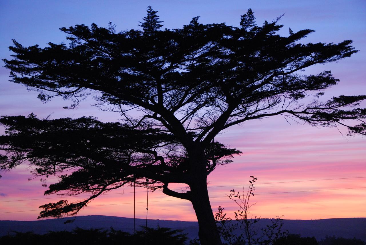 Bangors Organic Bed and Breakfast Bude Esterno foto